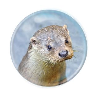 Obrázek z Magnet kulatý 5cm - vydra (12) 